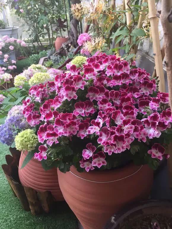 “识货人”都养4种花,打理简单,花期长,开花超漂亮