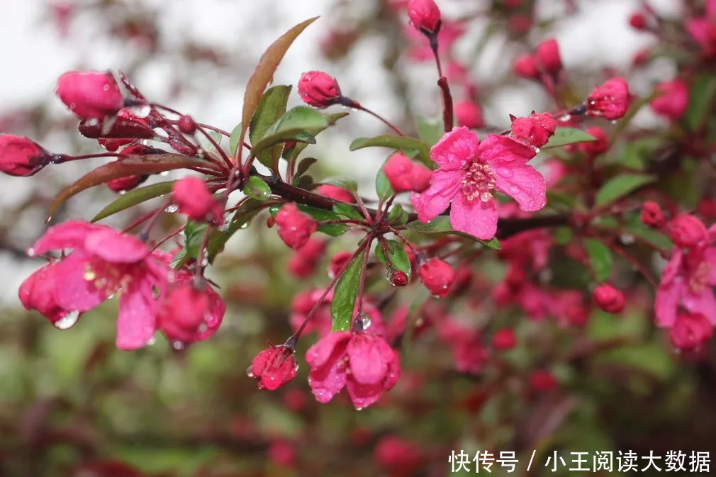 软件|手机版智能音效软件?