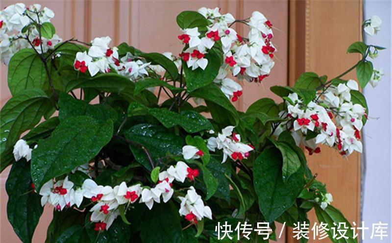 麒麟吐珠|养花试试这几款,花型多姿,叶色柔媚,轻易开成花海