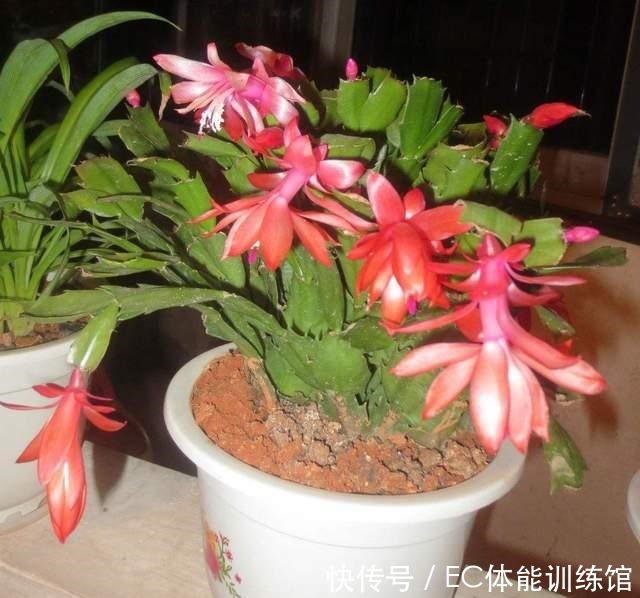 下个月是蟹爪兰的关键时期,有3个细节要注意,否则开花掉一半!