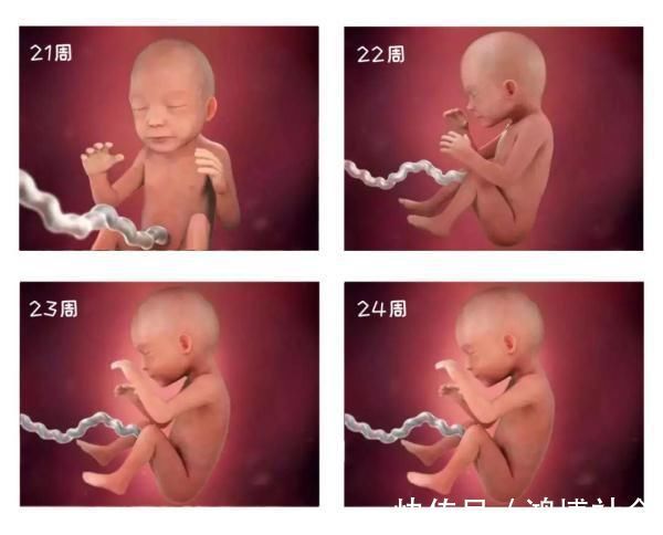 卵子|组图告诉你,怀孕1周到40周胎儿是怎么长大的,感叹生命的神奇