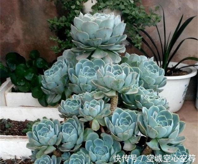 马库斯|养多肉浇灌2种“营养液”,根系发达、叶子圆润,1年变老桩