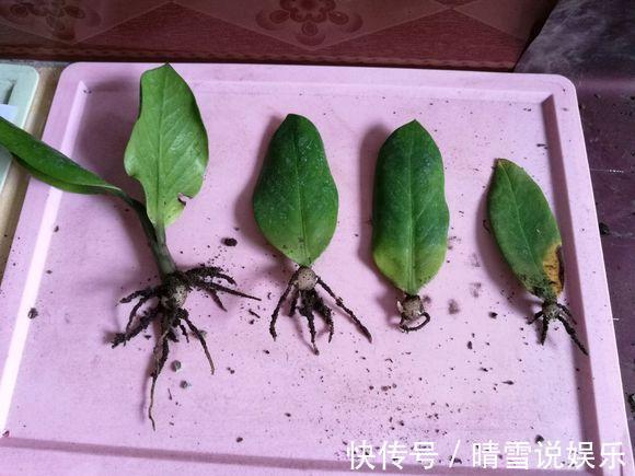 寓意|“2种树”养客厅,有“旺财运”的寓意,不施肥不浇水,一样旺盛