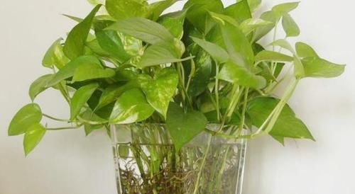 【草丁图书馆】黄豆加上这2样“泡泡”浇花,可让植物根壮叶绿枝茂