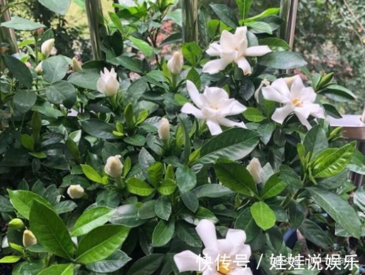 想要养好栀子花,必须按照它喜好来,记住这几点盆盆爆满盆