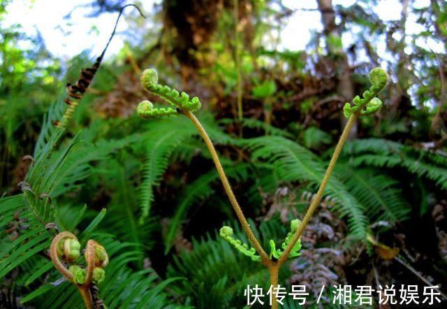 此植物叫芒萁，以前是烧火的好材料，现在被遗忘，越来越少见了
