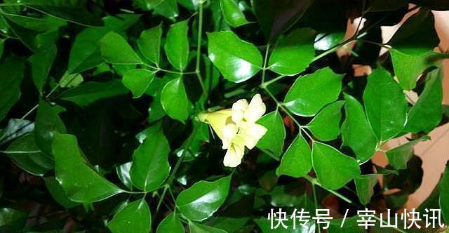 幸福树新叶发黑干枯，原因只有“2个”，做好生长快速，枝繁叶茂