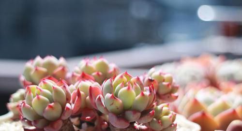 多肉植物|多肉叶子不着色,该怎么解决?做到这些,上色容易还格外好看