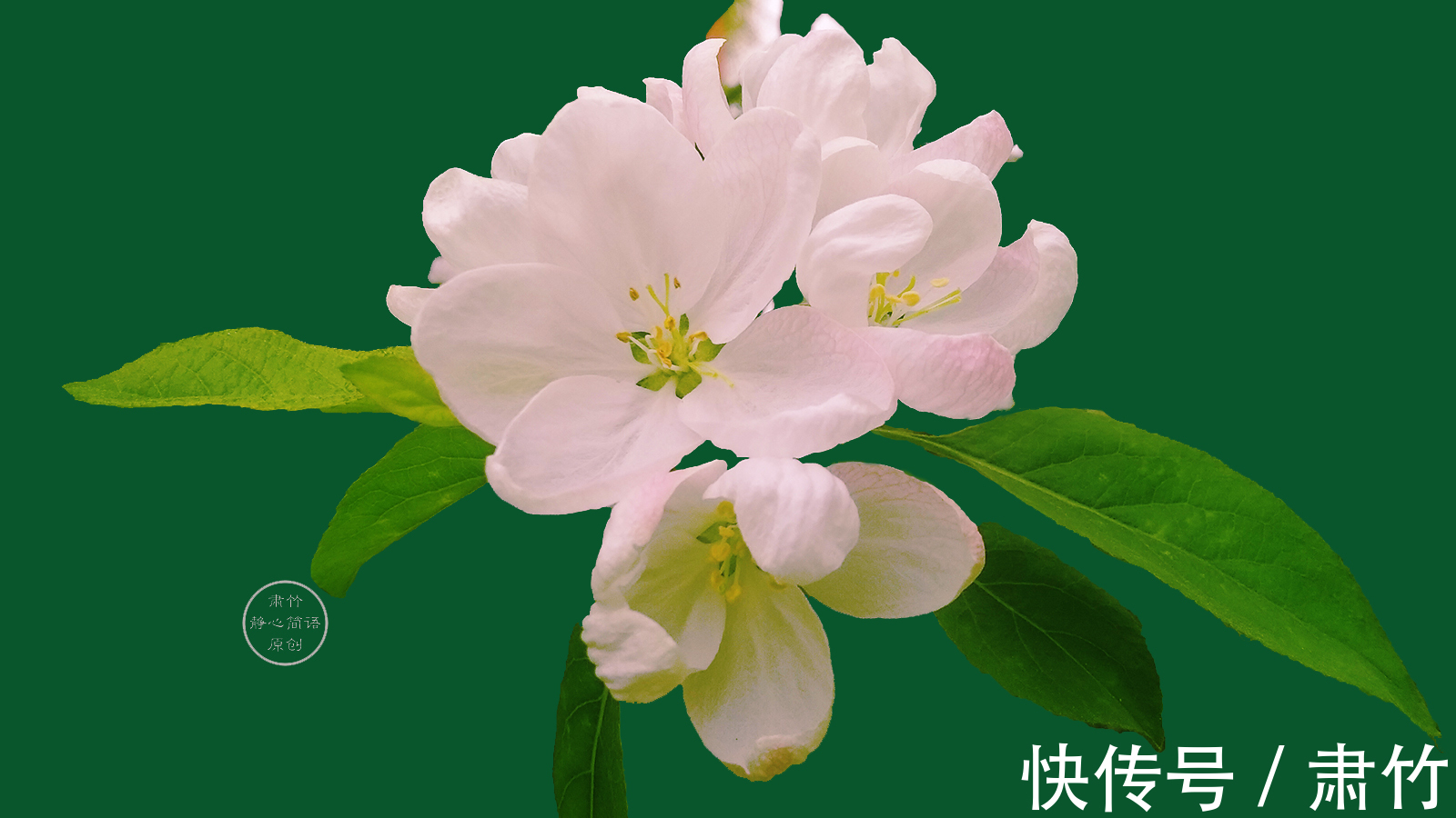 雨声|静听雨声,清浅是我们的寂寞,也是温馨