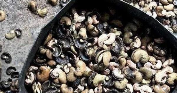 腰果很好吃，那你知道剥腰果的人要受多大罪吗过程非常“残忍”