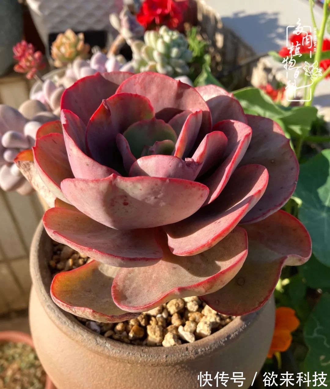 柴米油盐的日子,养几盆多肉吧,为生活添几抹色彩!