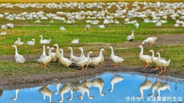 新疆|走进中国白鹅之乡——依安，来一次天然绿色的舌尖之旅！