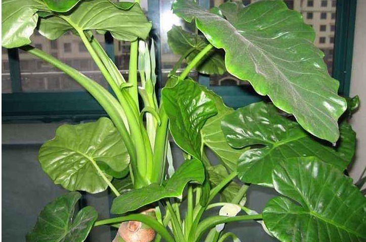 植物|有钱人都种的“镇宅树”,好看又好养,招财又进宝,你家有吗