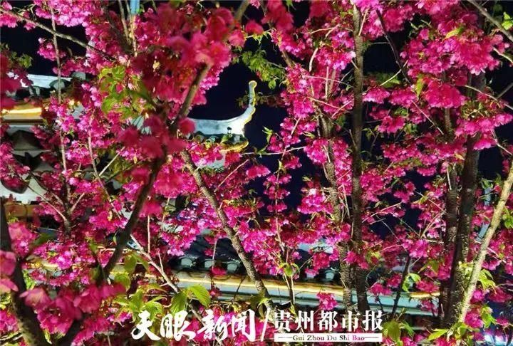 【2021春节·出行】锦屏三江六岸樱花开，游客踏春迎新来