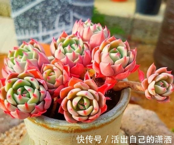 多肉娜娜小勾和奥普琳娜,两者都是美人,哪种更适合新手养?