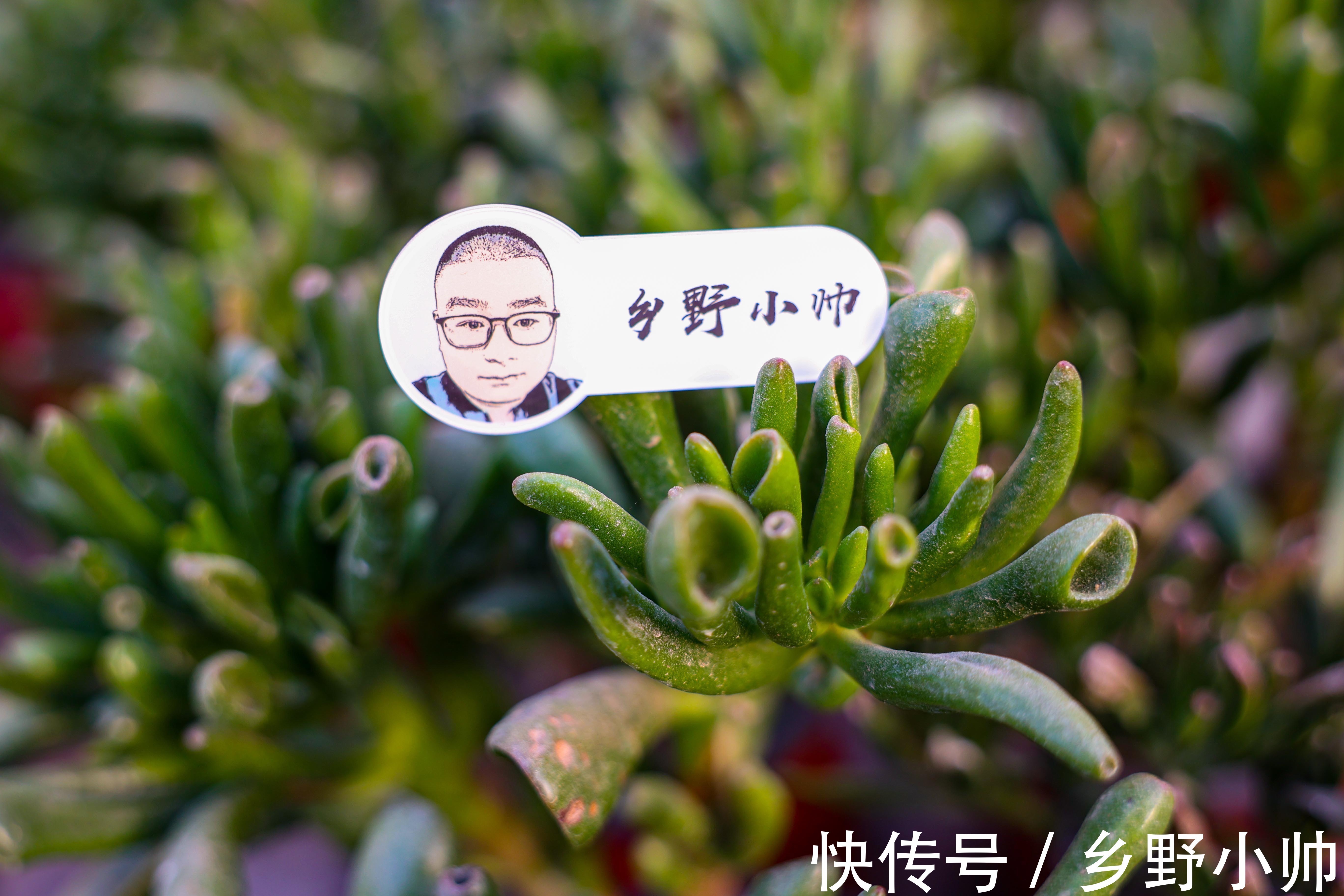 中秋节到了,小帅给大家介绍“祝福系”多肉,款款精品、值得拥有