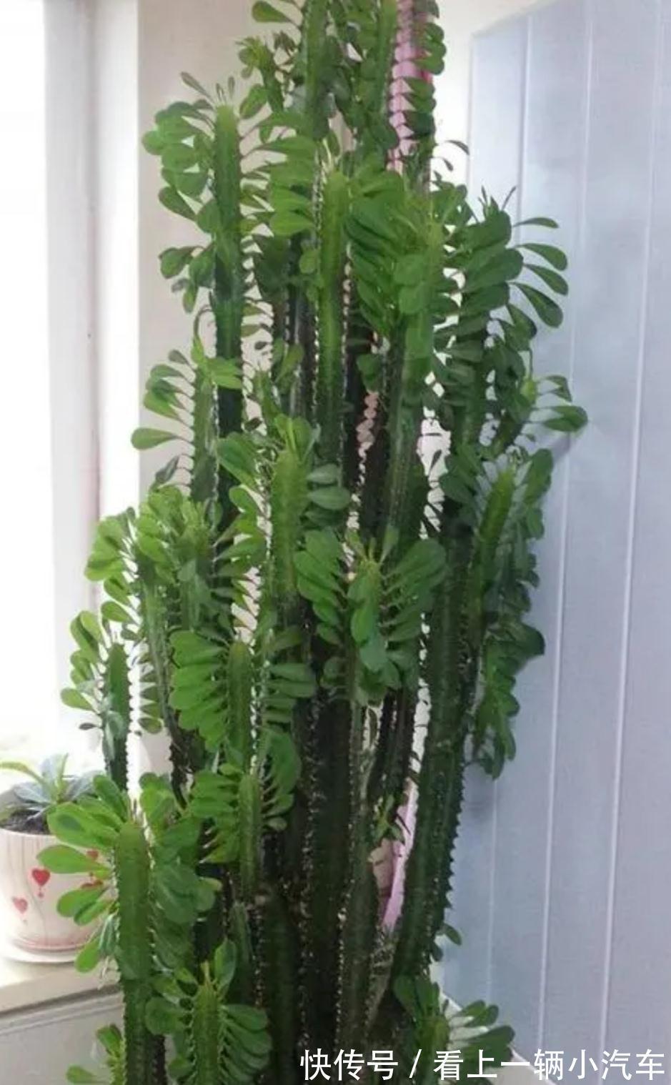 3种耐旱花,长得高大,美观大方,还能招财镇宅!