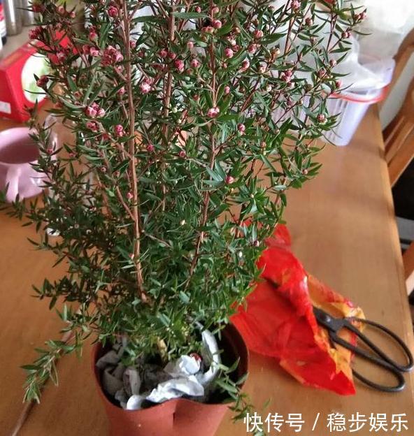打算给花草换盆,却苦于没钱买营养土不怕,用这些废料就够了