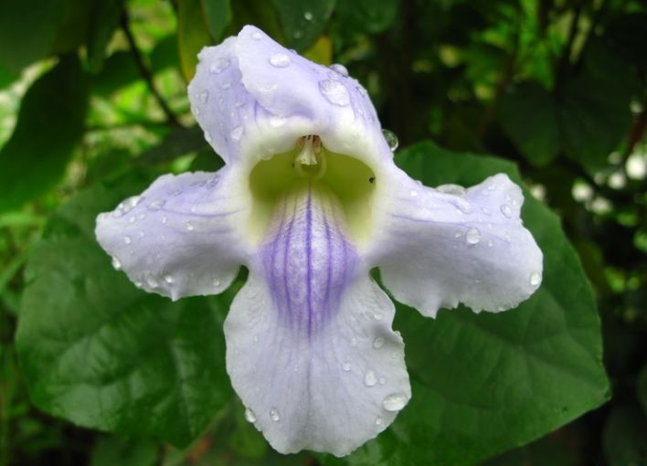 喜欢养花,不如养盆长寿花,养在家里造型秀丽,美艳动人,超美