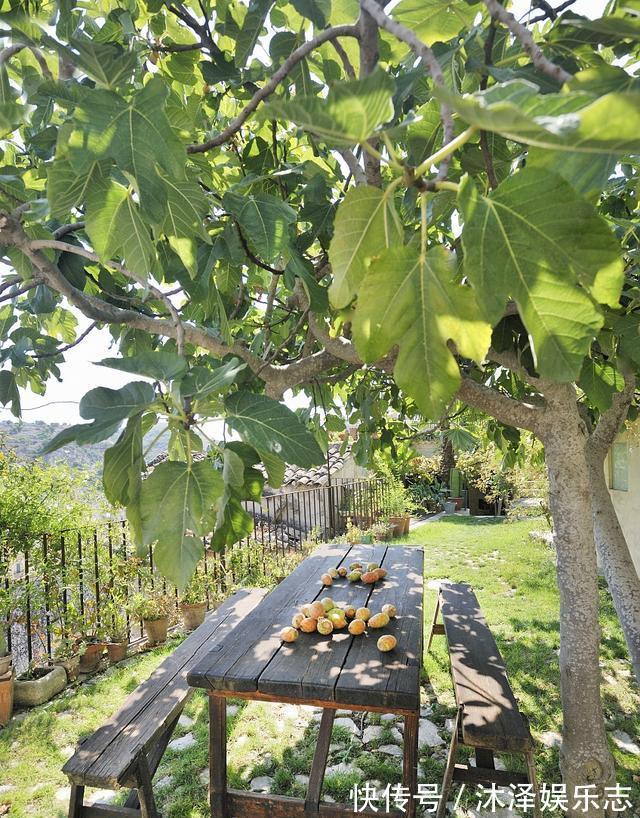 无花果|路边遇到4种花，别放过，掰个枝子长一盆！观叶赏花又好吃