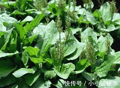 清明|乡下有一种很常见的菜,治疗高血压、消化道溃疡、风湿性疼痛等