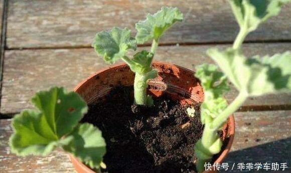 阳台养花就养它，耐热好养、开花多，夏天开到爆盆，像一个小花园！