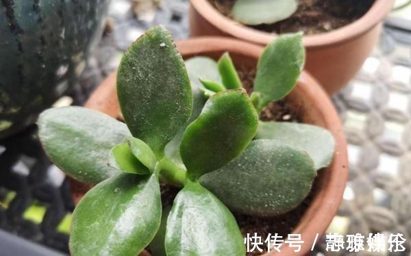 长寿花|只要一片叶子就能插活的花,有3种,繁殖了一盆又一盆