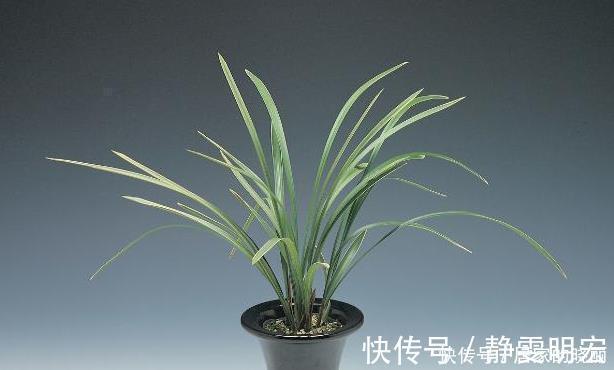 线艺|兰花市场的水很深，那怎么才能分辨出一株兰花的好坏？