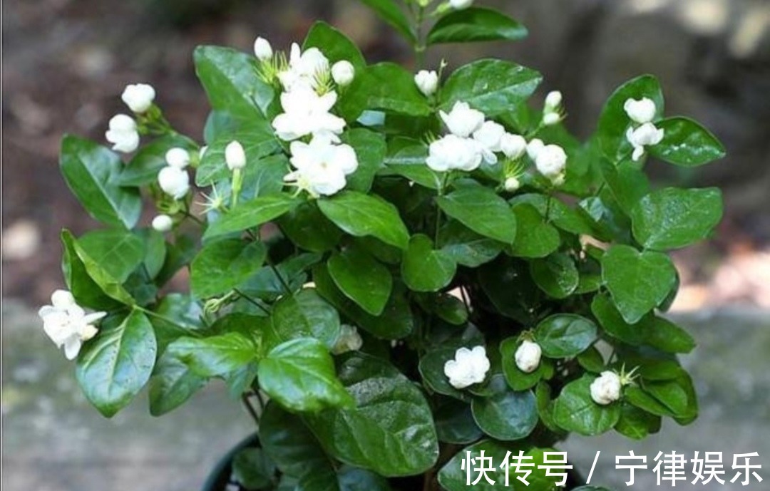 水溶液|3种花爱喝“酸水”,1个月浇一次,叶子绿油油