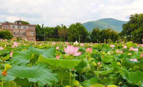 贺州市|广西贺州市钟山县“莲花海”成为拍照打卡地