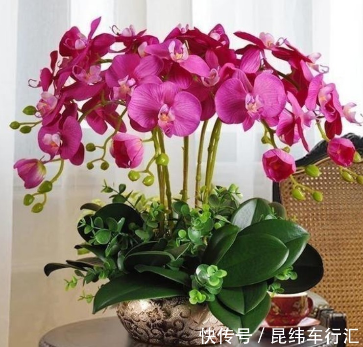 自带“财运”的3种花,富贵好运“财源”滚滚来,懂花的人都在养