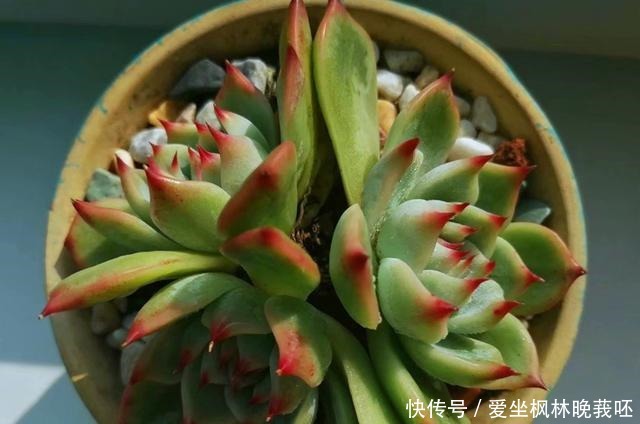 事实证明，隔着玻璃窗也可以养好多肉，但摆放位置要特别注意！