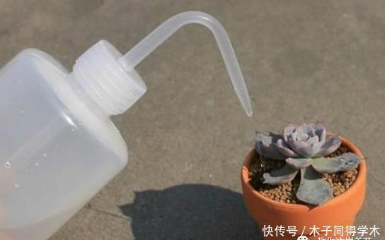 养花做好5步,新手变高手,养花不愁!