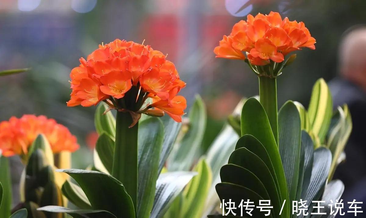 君子兰有点怪,爱吃三种肥,花朵艳丽又多姿,很漂亮