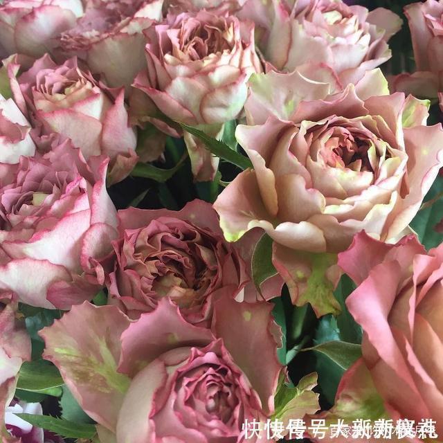 花型|25款勤花又好养的月季品种推荐。新手一定要来一颗，盆栽地栽都行
