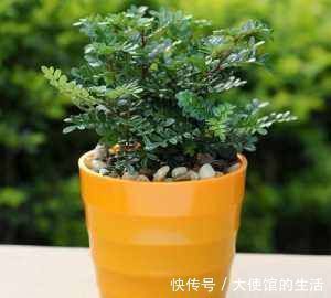 橙子皮|养花用果皮,直接扔盆里,7天长新芽,不怕养不活