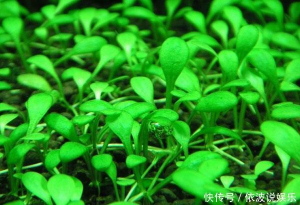 血心兰|找个大水缸,养几种“水草”,比绿萝吊兰都好养,花色红火喜庆