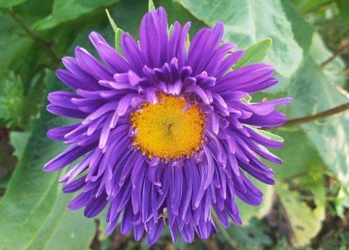 几款植物好养花量大,花开满屋子飘香,生机满满,花色美轮美奂