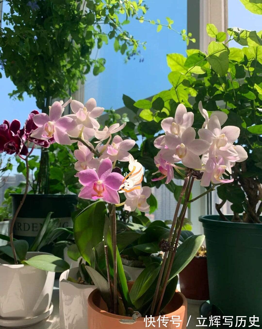 16种花被誉为冬日里的“开花机器”,喜欢就可以养起来,又美又香