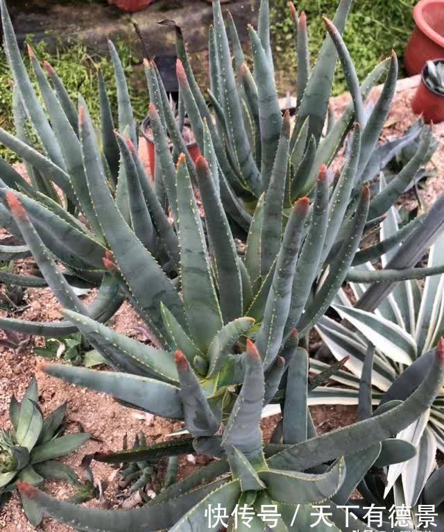 小小的芦荟，也能卖高价，很多人不相信，国外进口价格就是贵