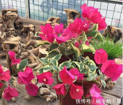 5款高颜值的三角梅,实则懒花,新手慎入,避免一年到头没花赏!