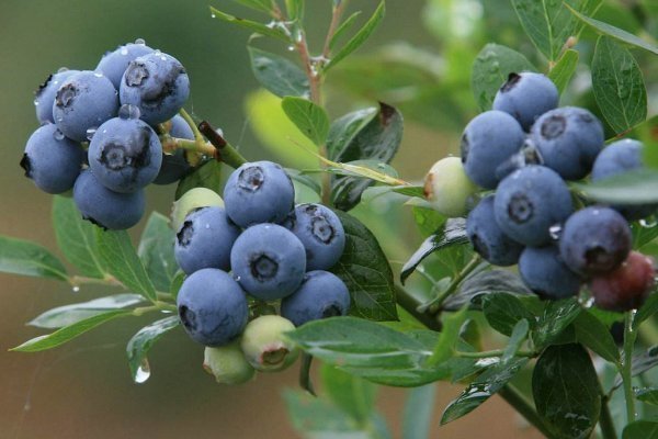 葡萄柚|女性想拥有好身材,4种食物经常吃,排毒瘦身,好吃还不贵