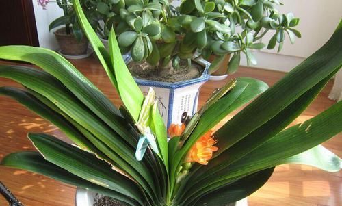  好使|君子兰夹箭？用这“3招”，个个好使，当月就开花