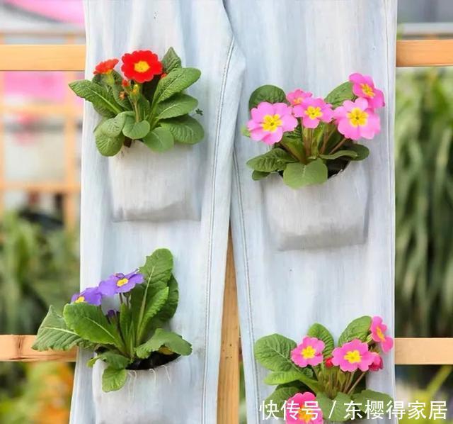 漂亮|12月在家养盆报春花,开花多又美,繁花似锦,漂亮极了