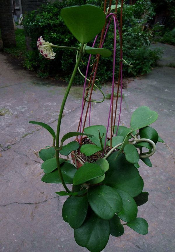 花盆|别再养绿萝吊兰了，此花美丽又芳香，扔进花盆就能活，四季有花赏