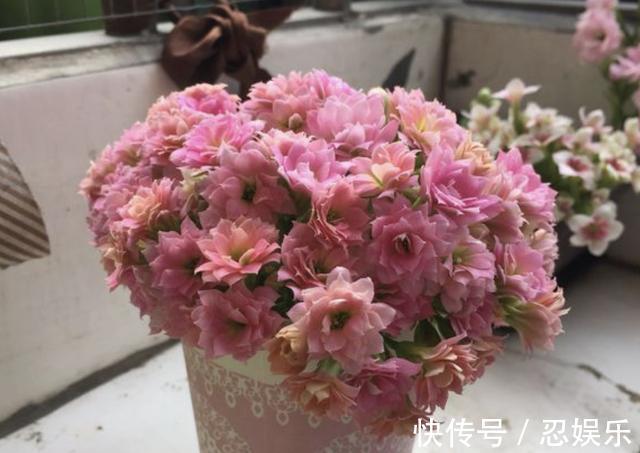 给长寿花吃“2粒药”,7天窜出“大白根”,花苞冒不停,旺盛!