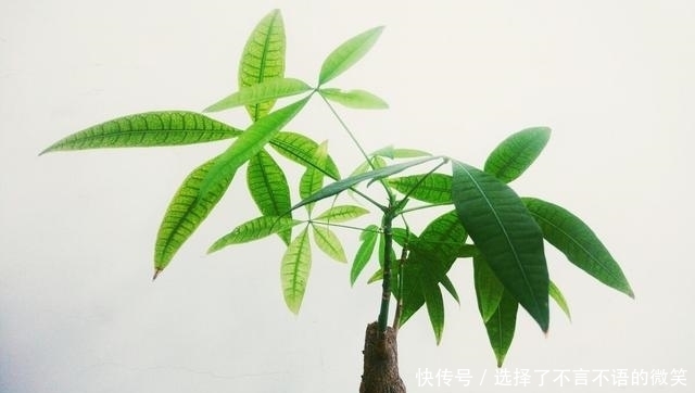 种花|这几种花比较难养，养护不当就会出问题，新手慎入