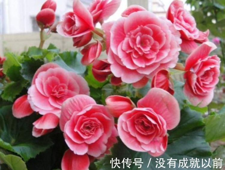 此款花卉,好养易爆盆,养在家里繁花似锦,花开不断,还能旺财