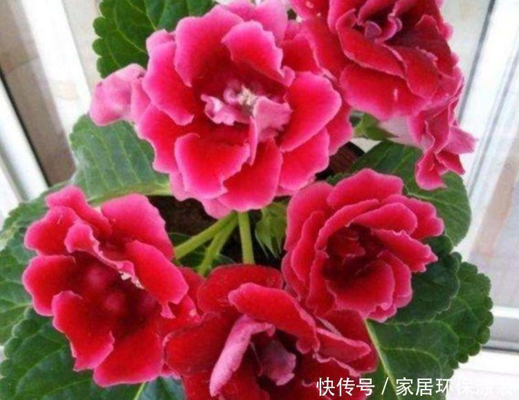 财运|最有仙气的4种花,福旺运旺财更旺,财运爆发,事业风生水起