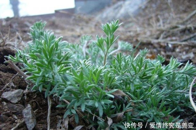 外形酷似艾草，曾是救命粮，野外不好寻找，李时珍轻身益气耐老